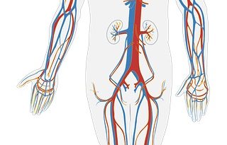body with veins